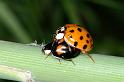 Anatis_ocellata_D3113_Z_85_Loosdrechtse plassen_Nederland